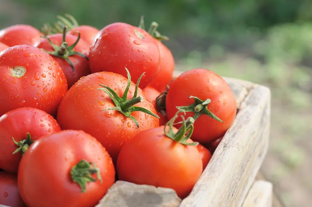 西红柿是生吃好，还是熟吃好？